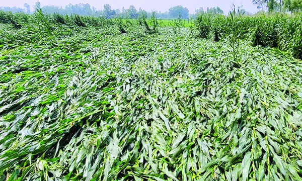 শিলাবৃষ্টি ও ঝড়ে বিভিন্ন জেলায় ফসলের ব্যাপক ক্ষতি, দুশ্চিন্তায় কৃষক |  দৈনিক নয়া দিগন্ত
