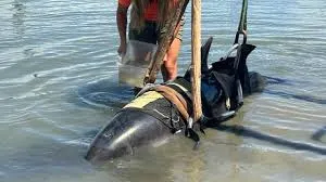 এক মুহূর্তে শান্ত জল, পরের মুহূর্তে ৯০০ পাউন্ডের ডলফিন তাদের নৌকায়