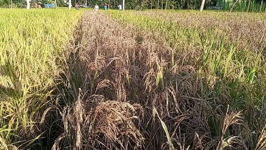 বিষ প্রয়োগে কৃষকের ধানক্ষেত নষ্টের অভিযোগ