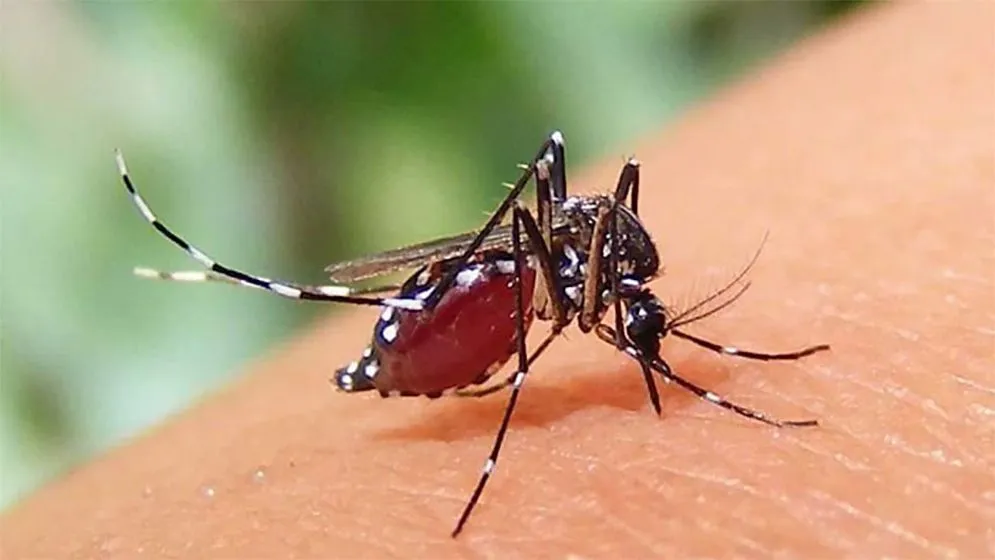 ডেঙ্গু পরিস্থিতি গুরুতর: নতুন আক্রান্ত ১১৬২, মৃত ৫ জন"
