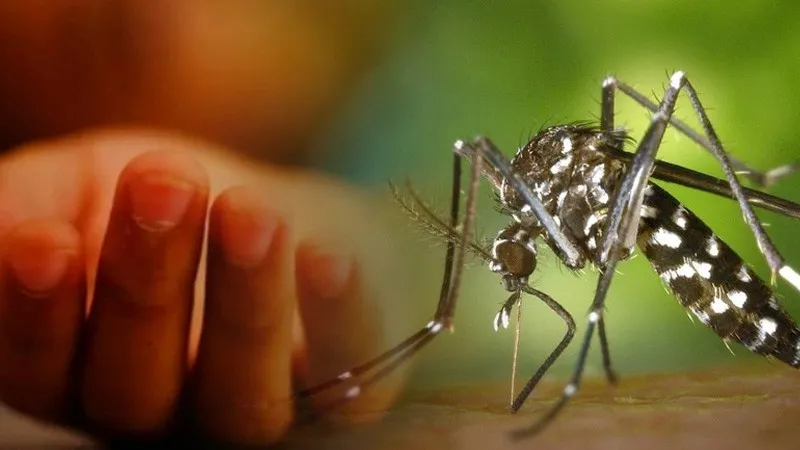ডেঙ্গু পরিস্থিতি: ৩ জনের মৃত্যু, ৫৯৩ জন হাসপাতালে ভর্তি