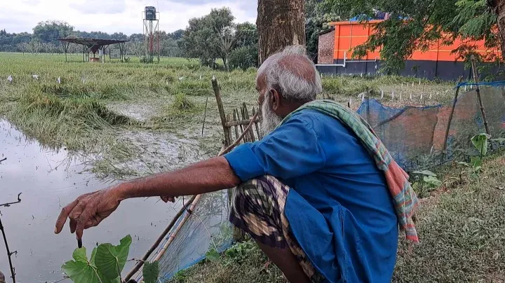 চাঁপাইনবাবগঞ্জে অস্বাভাবিক বৃষ্টিপাতে নষ্ট হাজারো বিঘা ফসল