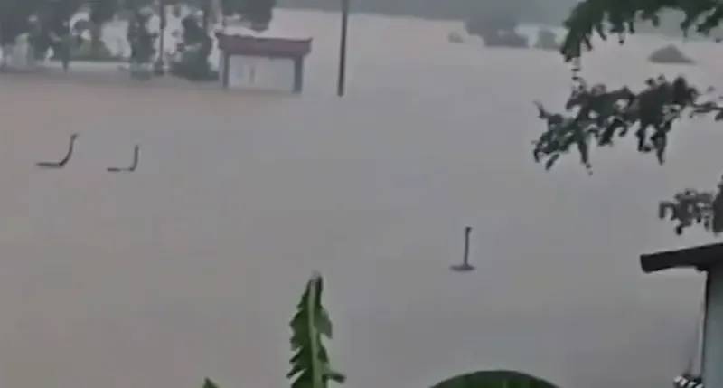 চীনে বন্যায় ভেসে গেল খামারের ৯০০টি সাপ, লোকালয়ে আতঙ্ক