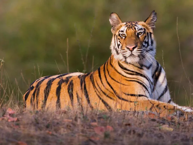 আজ বিশ্ব বাঘ দিবস পাচারকারীদের হাতে বাঘের মৃত্যু বেশি