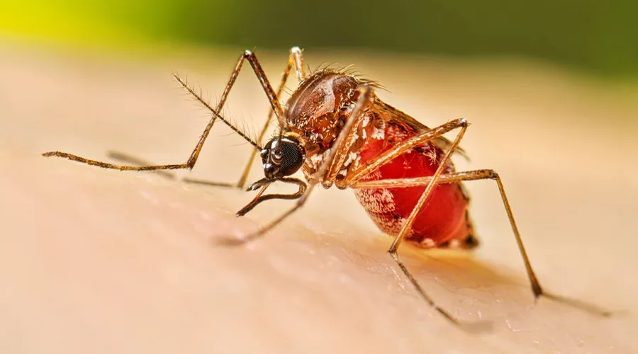 ডেঙ্গুতে ২ জনের মৃত্যু, হাসপাতালে ভর্তি ৭১৫