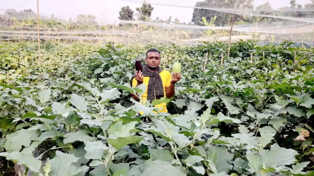 আধুনিক পদ্ধতিতে বেগুন চাষে সফল মুরাদ হালদার