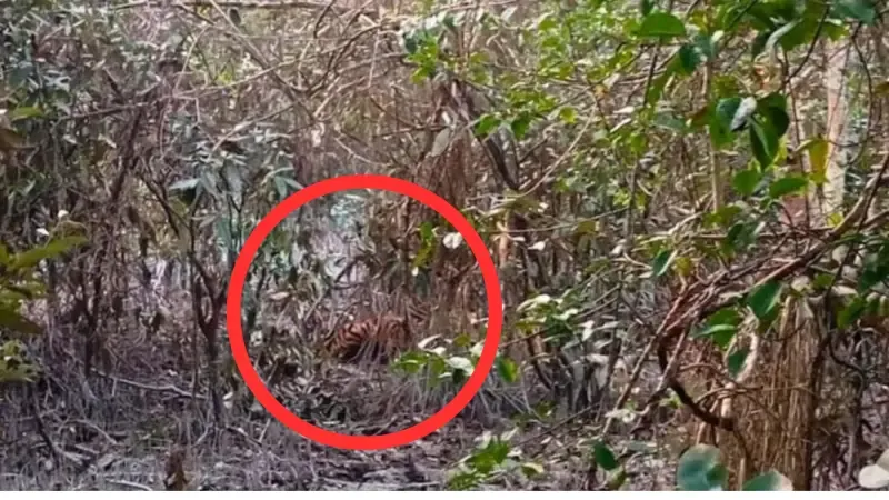 সুন্দরবনে ফাঁদে বন্দি রয়েল বেঙ্গল টাইগার