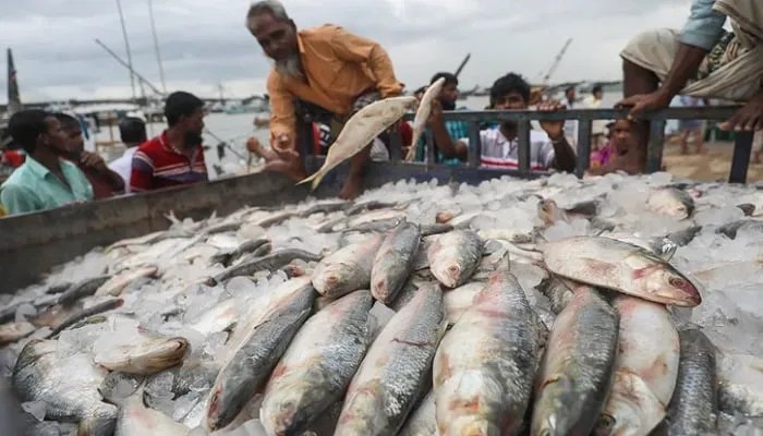 প্রথম চালানে ভারতে গেল সাড়ে ৩৭ টন ইলিশ