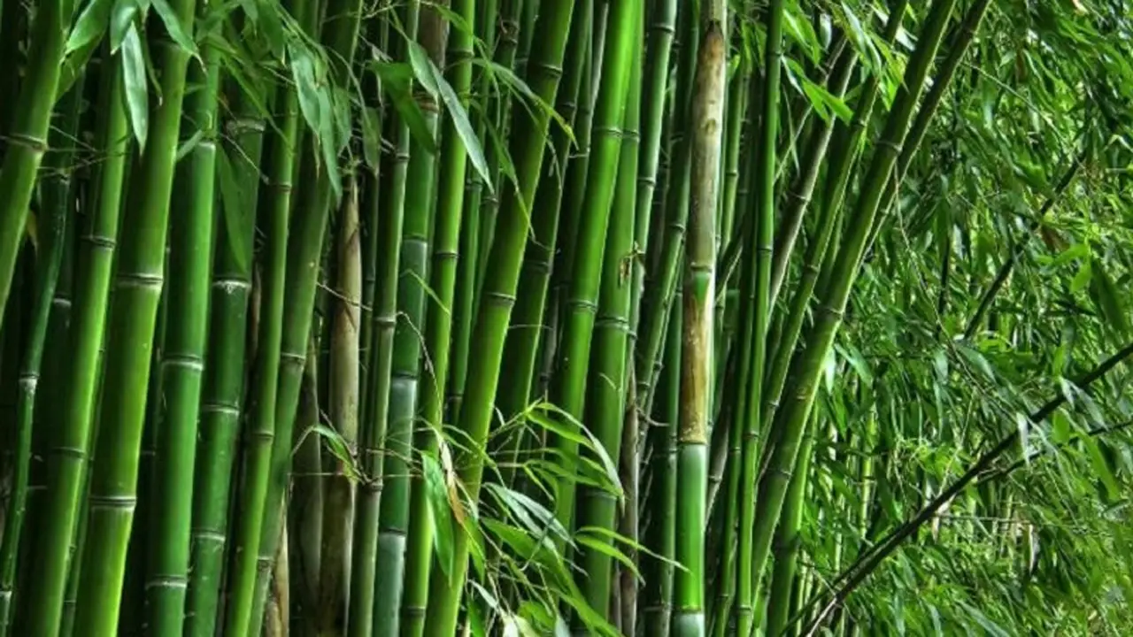 আজ পালিত হচ্ছে বিশ্ব বাঁশ দিবস