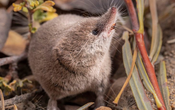 Lyell Shrew on Natural Background THUMB