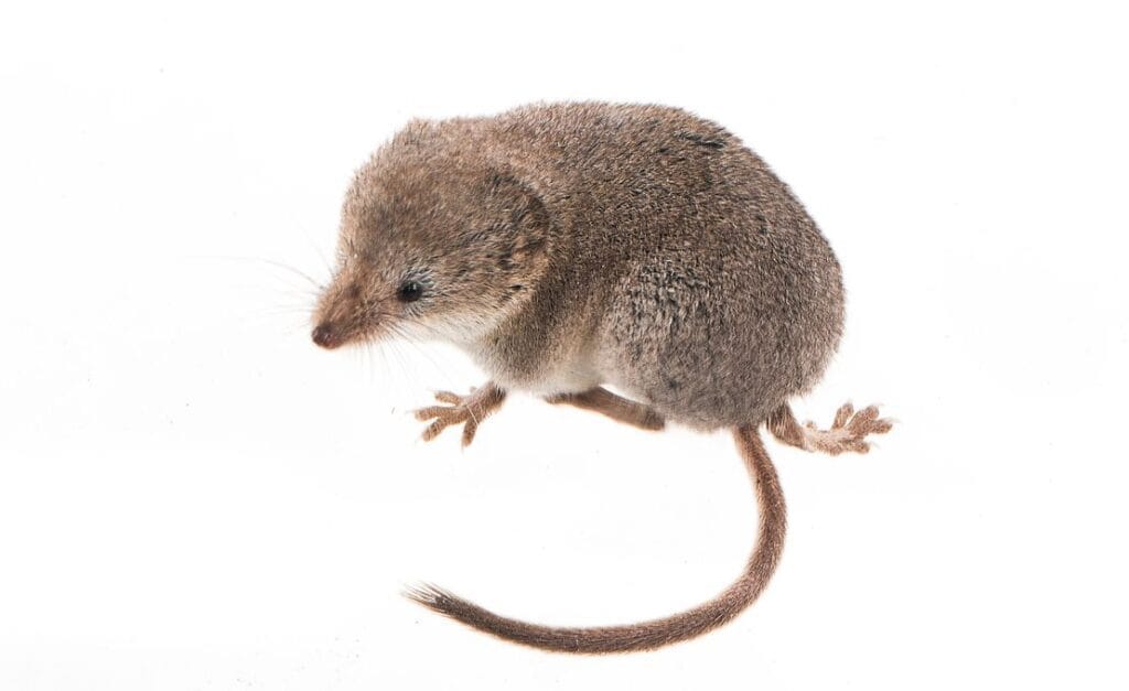 sorex lyelli 1 further crop copy